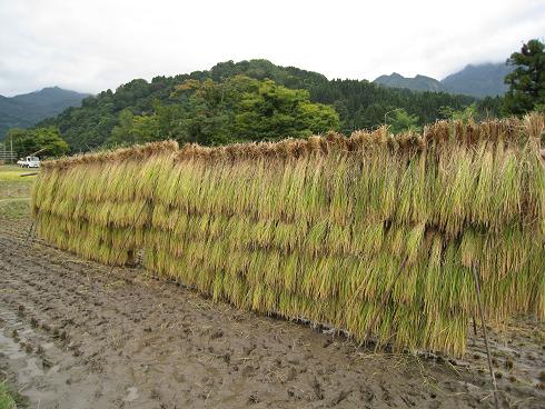 米楽園(マイランド)　「絆米」　活火山の大地パワーと天日干し